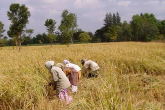 1 Harvesting at Annapurna Farm