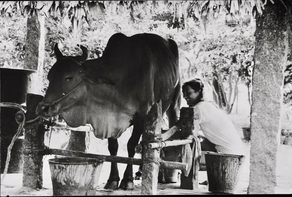 Lisbeth milking a cow