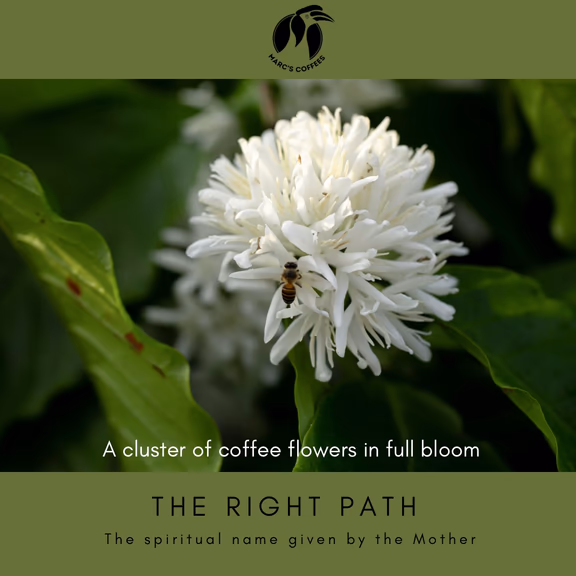 3 Coffee flowers spiritual significance: The Right Path