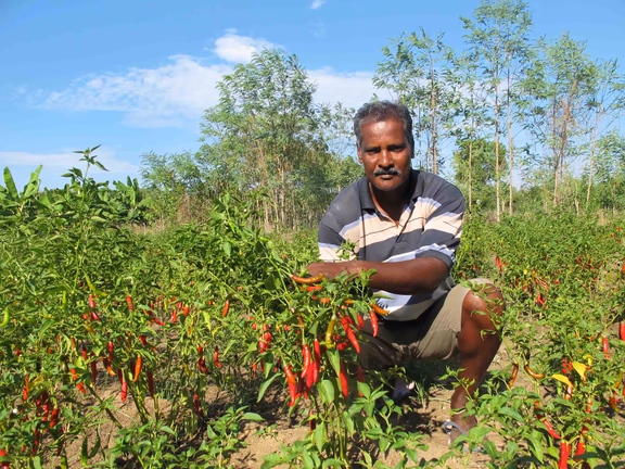 Murthy with Ayarpadi's red pepper harvest