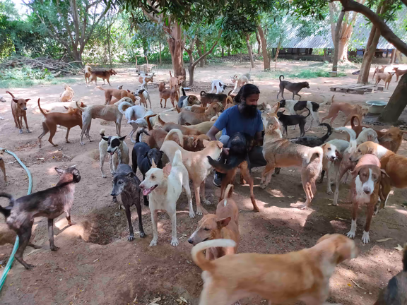 1 Kannan surrounded by some of the 150 dogs at the Integrated Animal Care Centre