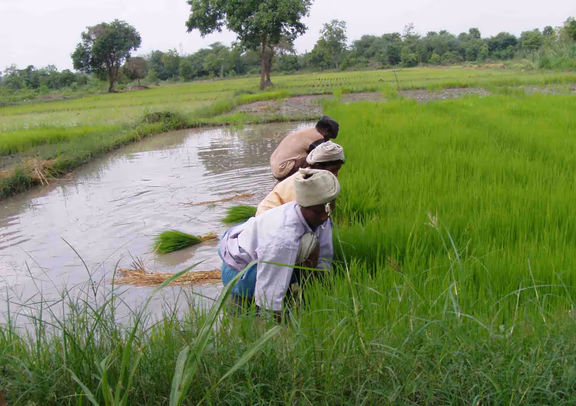 Taking out paddy seedlings at Annapurna