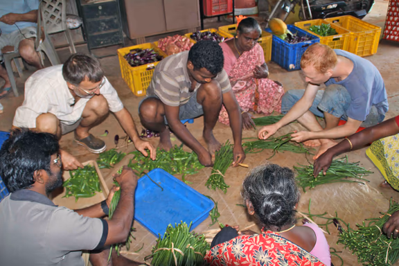 Christian, volunteers and employees sorting vegetables at Auro-Orchard