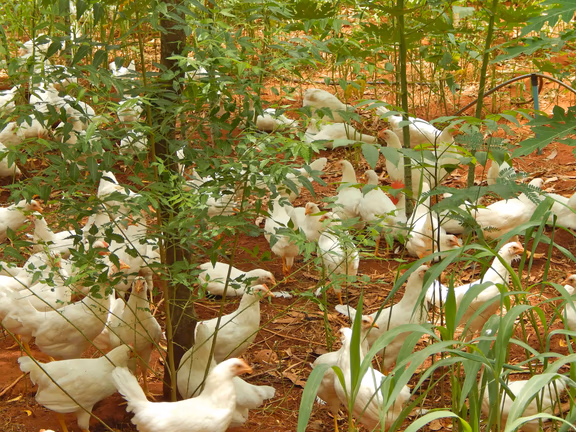 Free-range chicken at Auro-orchard