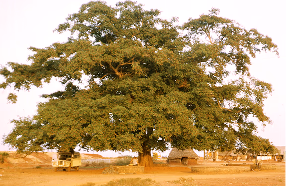 2 The Banyan Tree with Andhayee's hut behind