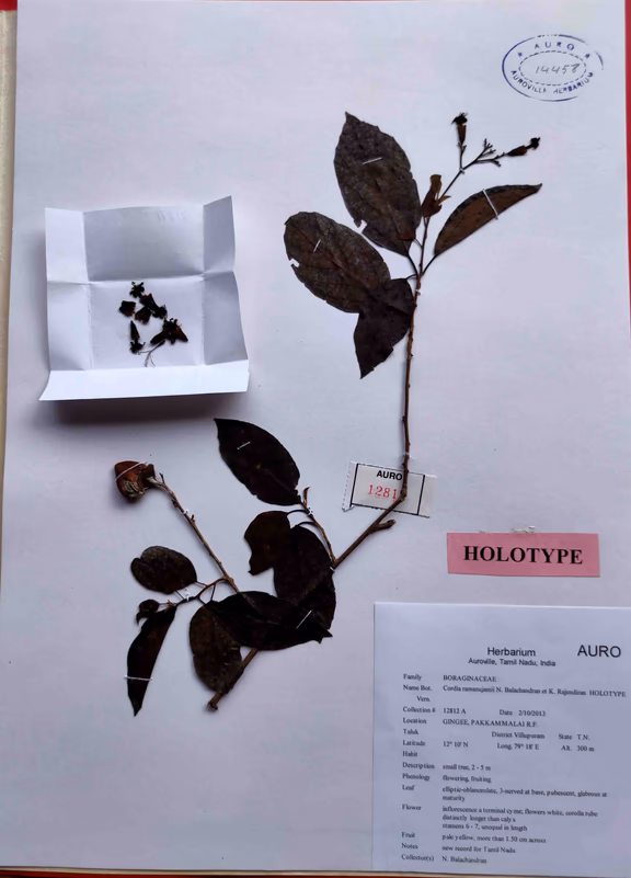Specimen from the Herbarium