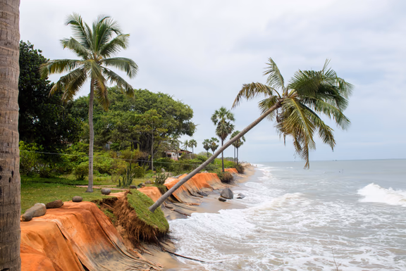 One of Sri Ma’s palm trees is falling into the sea