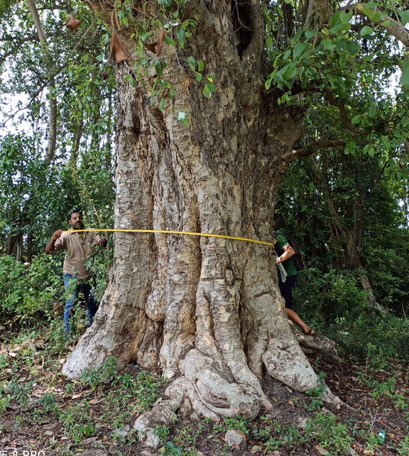 Mitragyna parvifolia