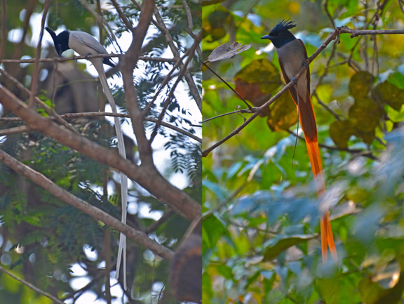 Asian Paradise-flycatcher