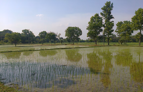 Rice fields at Annapurna