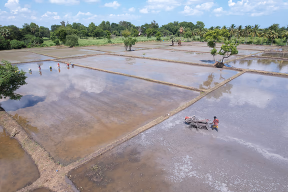 Rice field preparation and transplanting in Annapurna