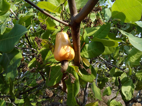 The cashew fruit and nut
