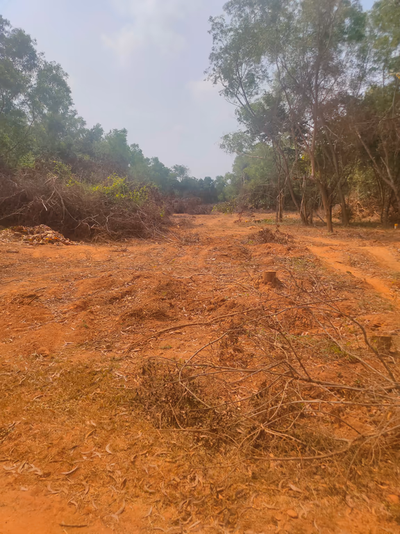 One of the cleared forested areas opposite Samasti community