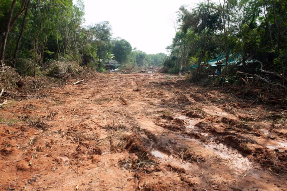 The clearing through Bliss Forest