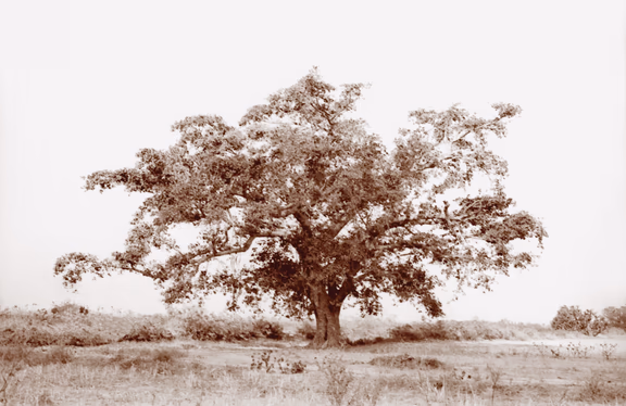 1 The Banyan tree in 1968