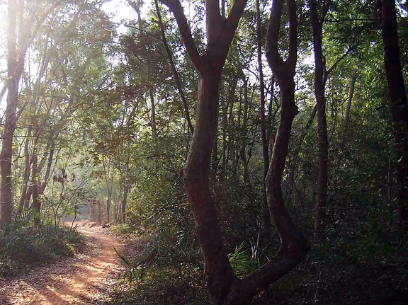 Morning in an Auroville forest