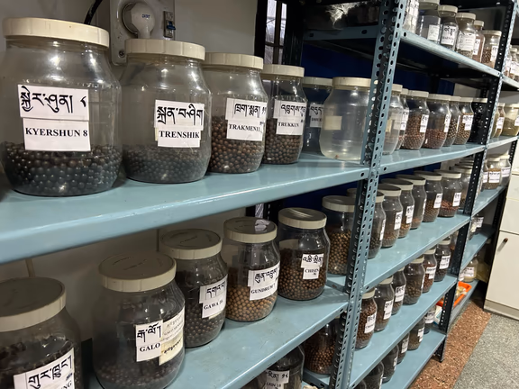 Tibetan medicinal pills