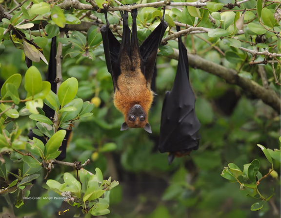 Flying Foxes roosting in Silence Forest