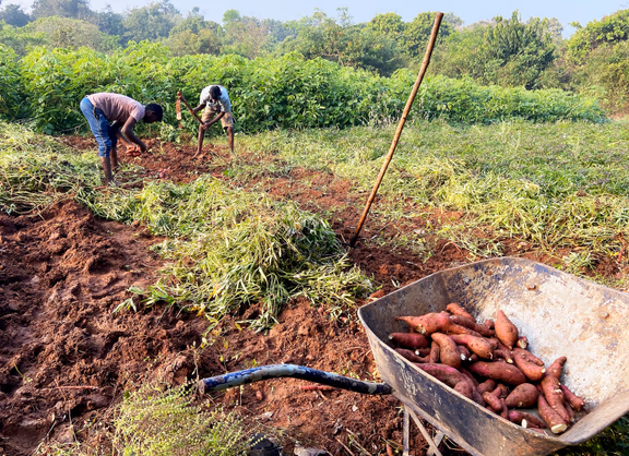 Harvesting at AuroOrchard