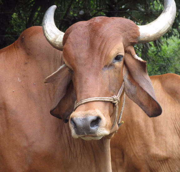 Dairy: a very important component of the farm