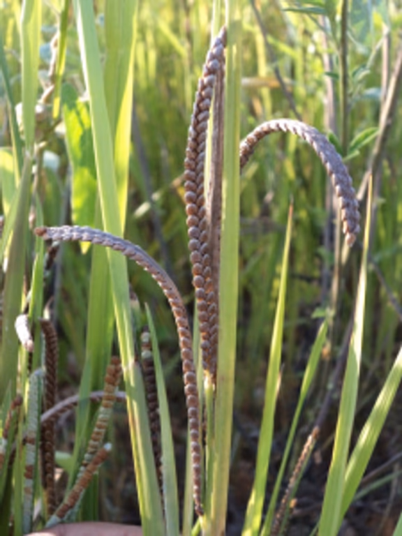 Varagu aka Kodo Millet (Paspalum scorbiculatum)