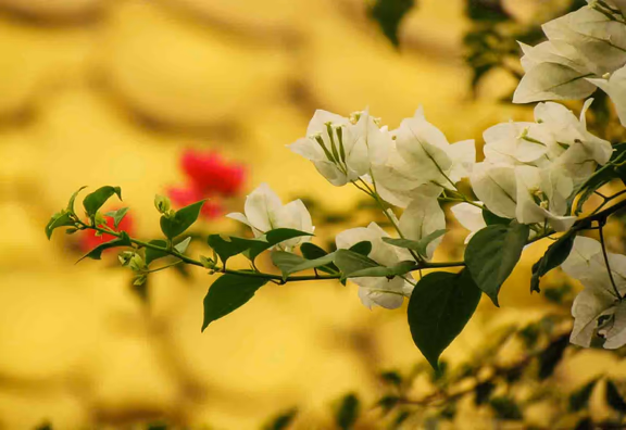 Matrimandir Greeting Card 2018